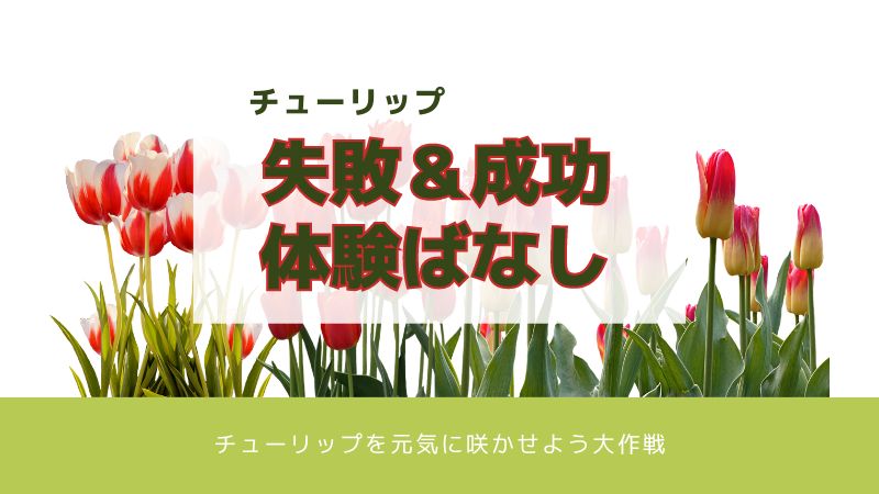 チューリップ栽培の失敗と成功【体験記】 | ゆるふわ日記